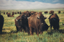 USA-Colorado-Bison and Cattle Working Ranch in Colorado